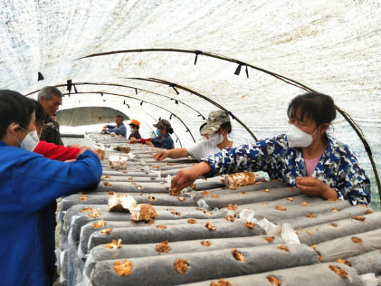 怀化市鹤城区村民们在基地为香菇菌棒接种，实现家门口就业。杨娟 摄 
