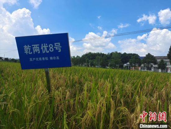 湘丰村新型农民采用新技术种植的水稻。　唐小晴 摄