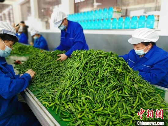 樟树港辣椒成就特色产业亿元村。　付敬懿 摄