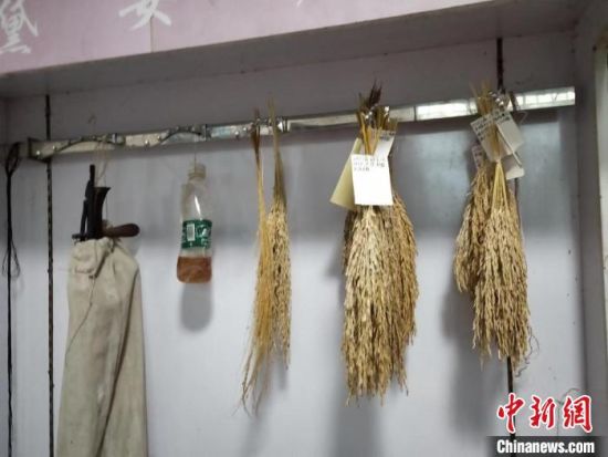 谌锡研发培育的旱稻样品。　杨娟 摄