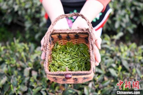 桑植白茶成为贺龙故里名副其实的“致富茶”。　杨华峰 摄
