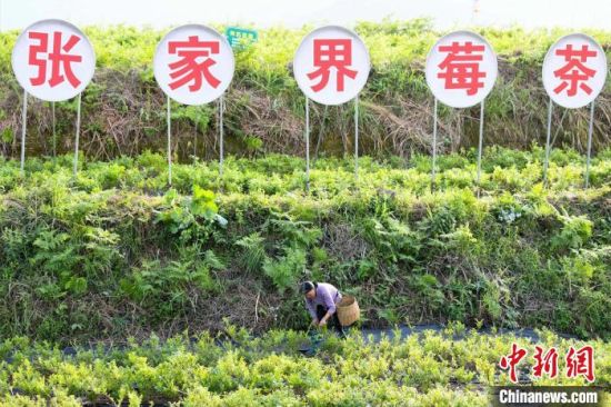 张家界莓茶带动当地农户就业、增收。　杨华峰 摄