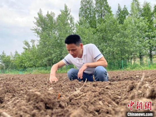 南县农业农村局农业技术推广研究员童中全现场指导播种技术。　宋梅 摄