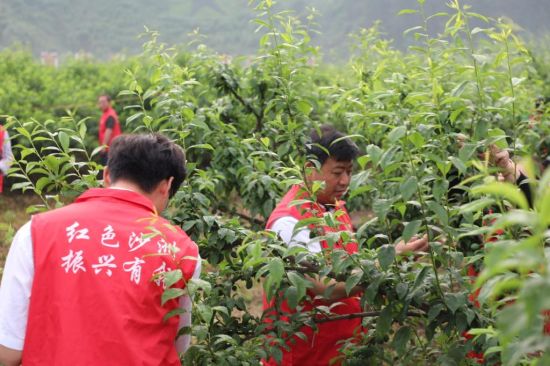 志愿者团队在果园服务生产。 汝城县委宣传部供图