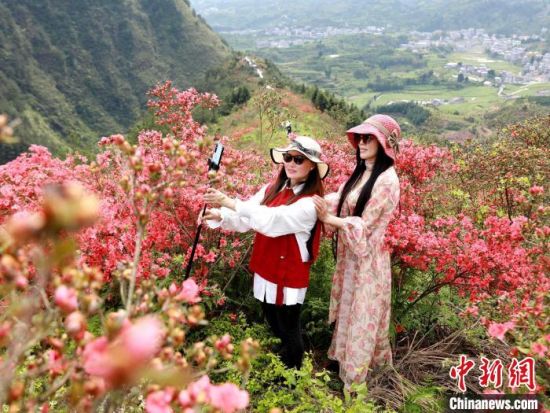 富田坳村2022年第三届映山红花观赏节。　张杰 摄