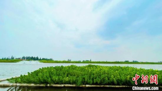 洞庭湖区的南县用水草治理水生态。　宋梅　摄