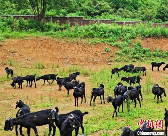 湖南省禾福现代农业综合体发展有限公司放牧运动区的山羊。　谢助民 摄
