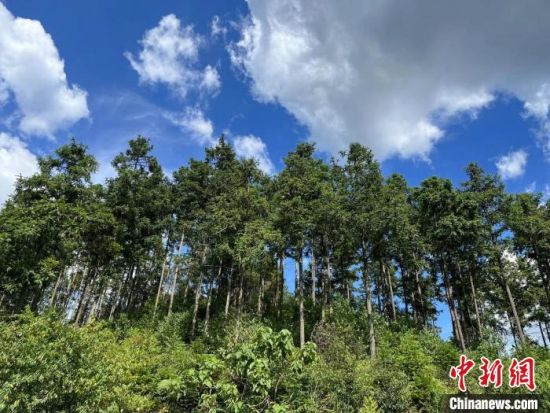 湘潭市生态绿心区昭山镇红旗村通过抚育间伐形成乡土珍贵自然混交林。　张雪盈 摄