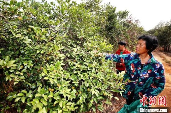 湘潭湘乡的村民正在采摘油茶果。　李新辉 摄