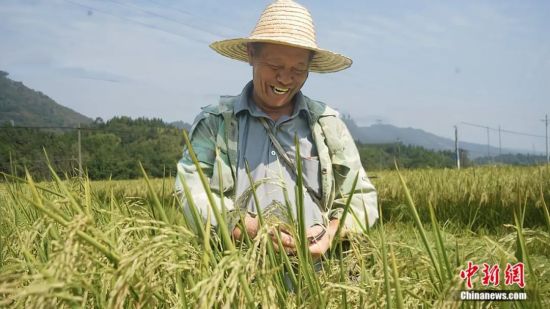 靖州县制种大户彭大林看着丰收的稻田笑得合不拢嘴。王璨 摄