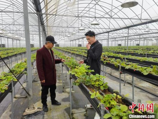 2023年3月，湖南常德市桃源县，阮子玮(右)在和父亲阮琨程查看台湾高架草莓长势。付敬懿 摄