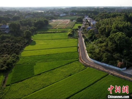 地处沅江市南部的三眼塘村是传统的产业强村、湖南省首批社会主义新农村建设示范村。　　石赛夫 摄