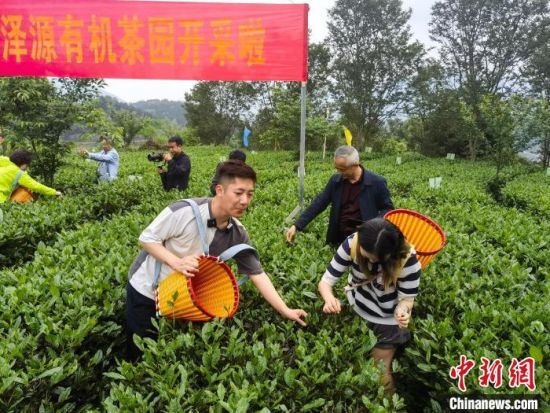 4月22日，刘骐乐(左一)与沈佳璇(右一)在茶园参加谷雨采茶比赛。付敬懿 摄