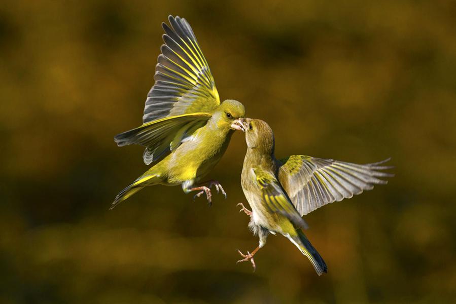 鸟世界--湖南新闻图片网