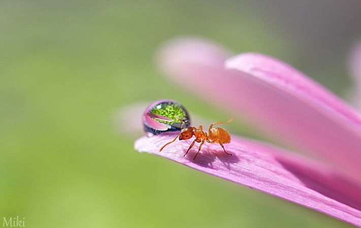 镜头下的露珠与蚂蚁--湖南新闻图片网