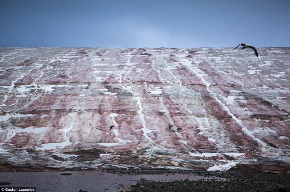 粉色企鹅粪绿色水藻为南极添色彩--湖南新闻图