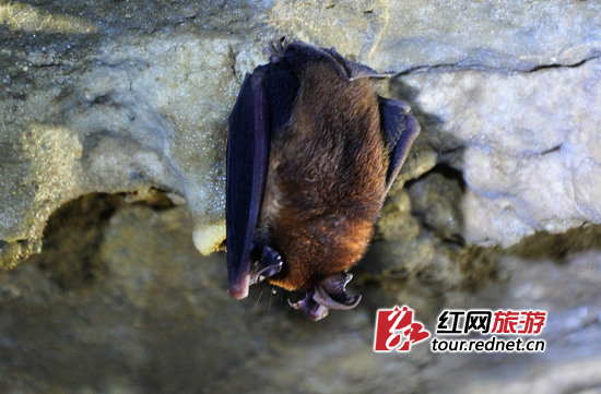 湖南绥宁愚公凿溶洞2年 与吸血红蝙蝠同住