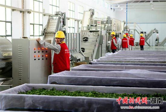 湖南衡阳:可靠供电助力瑶乡茶产业扶贫