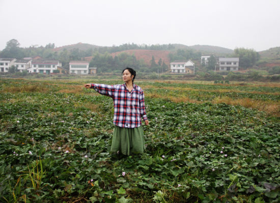 遭遇买家骗局 湖南浏阳人大代表270多亩紫薯滞